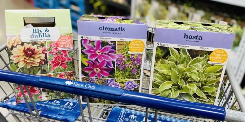 Bulb & Dormant Plant Packs Just $14.99 at Sam’s Club