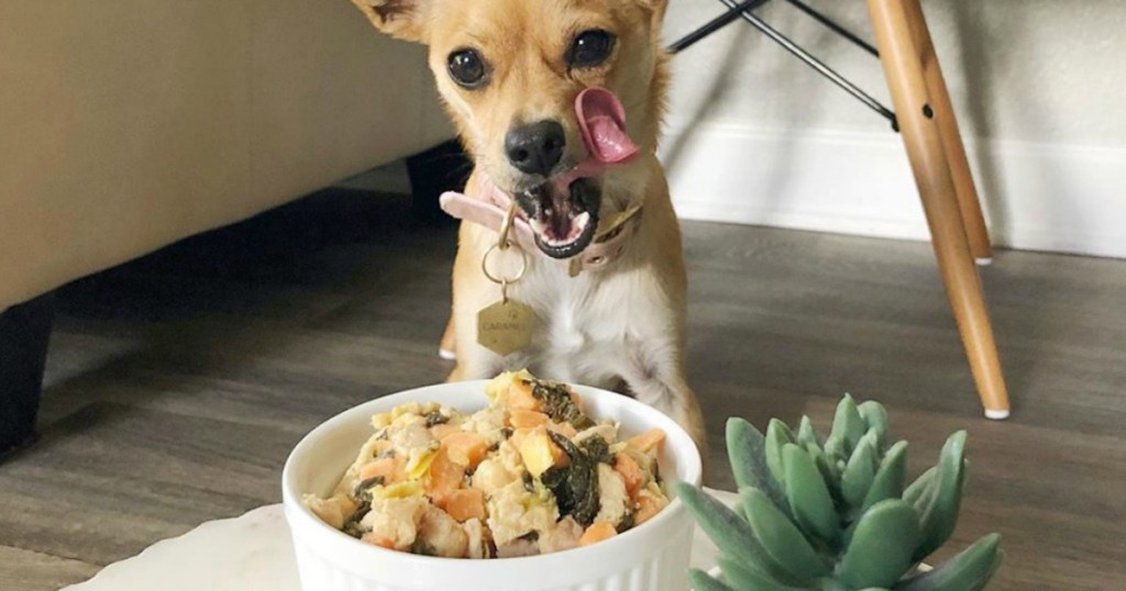 dog sitting in front of food fresh dog food bowl licking lips