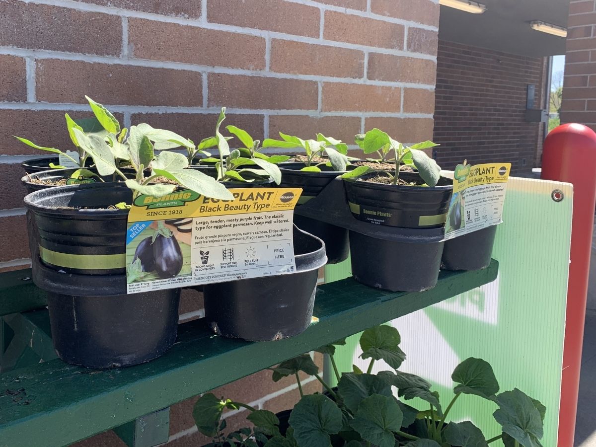 eggplant plants at sam's club