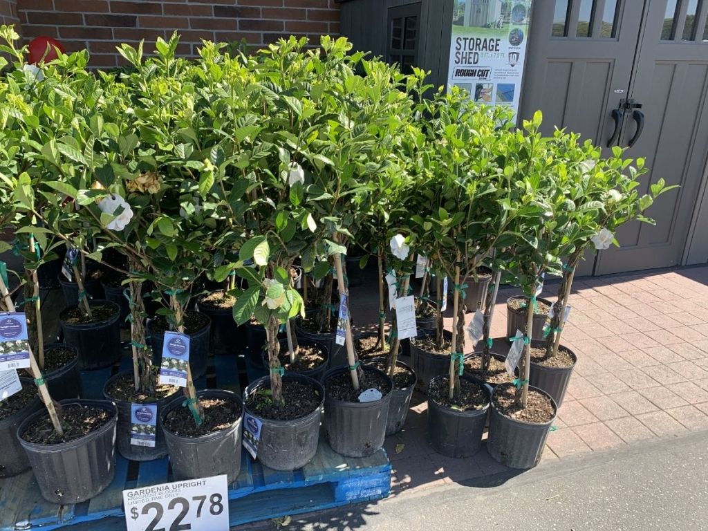 Gardenia plants