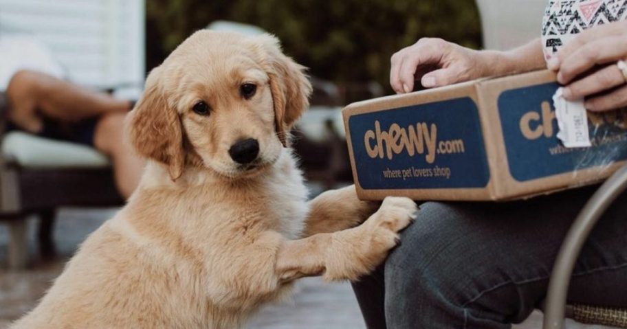 dog with chewy box