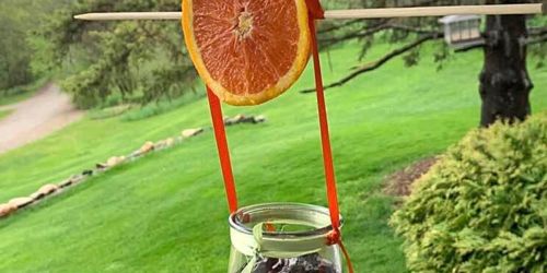 This Reader Made A DIY Bird Feeder Using Everyday Items (February is National Bird Month!)