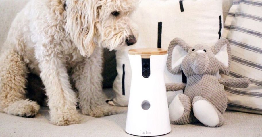 dog looking at a treat dispenser