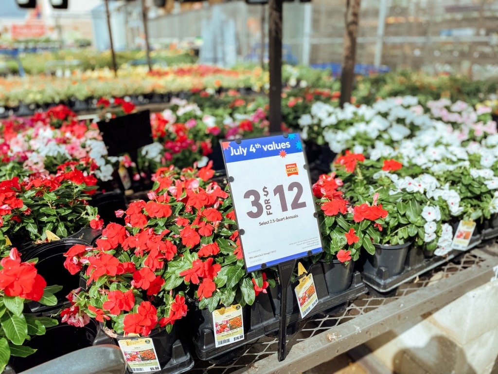 Select 2.5-Quart Annuals