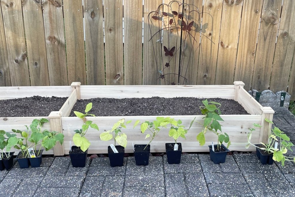 raised garden bed with plants ready to be planted