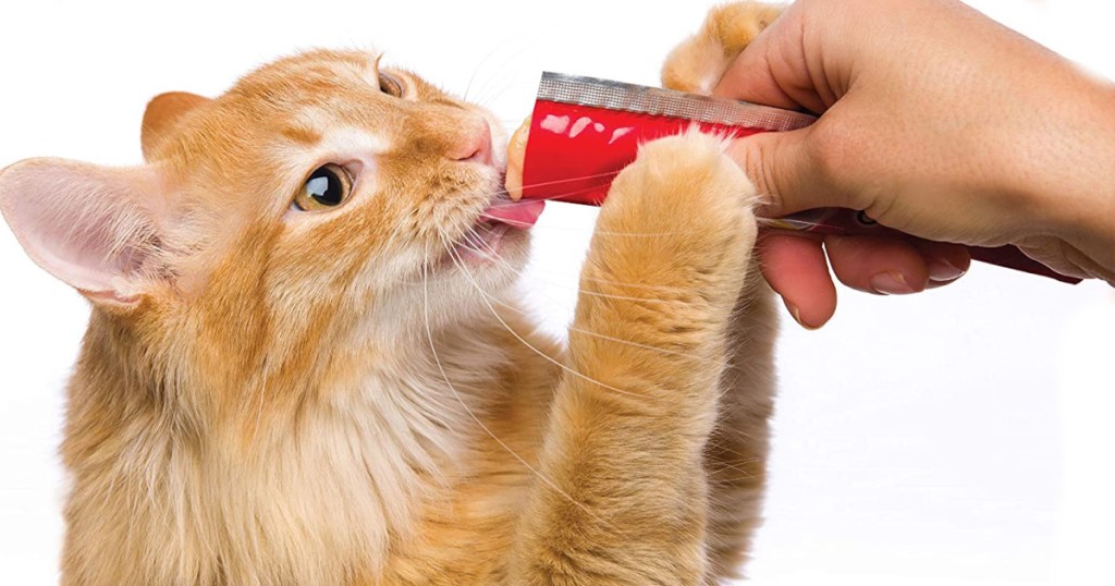 hand feeding cat treat