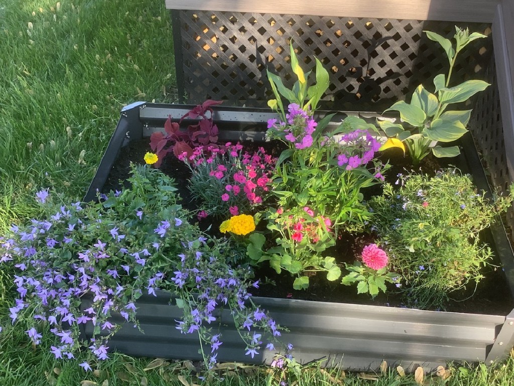 bed of flowers 