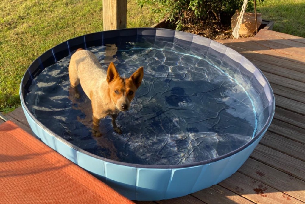 yaheetech blue pet pool