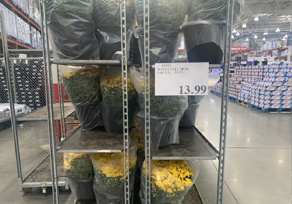 potted mums on display in-store