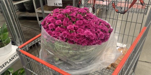 Potted Fall Mums Just $13.99 at Costco | Variety of Beautiful Colors