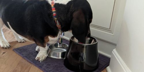 Elevated Dog Bowl Only $5.49 on Amazon or Petsmart.online (Regularly $17)