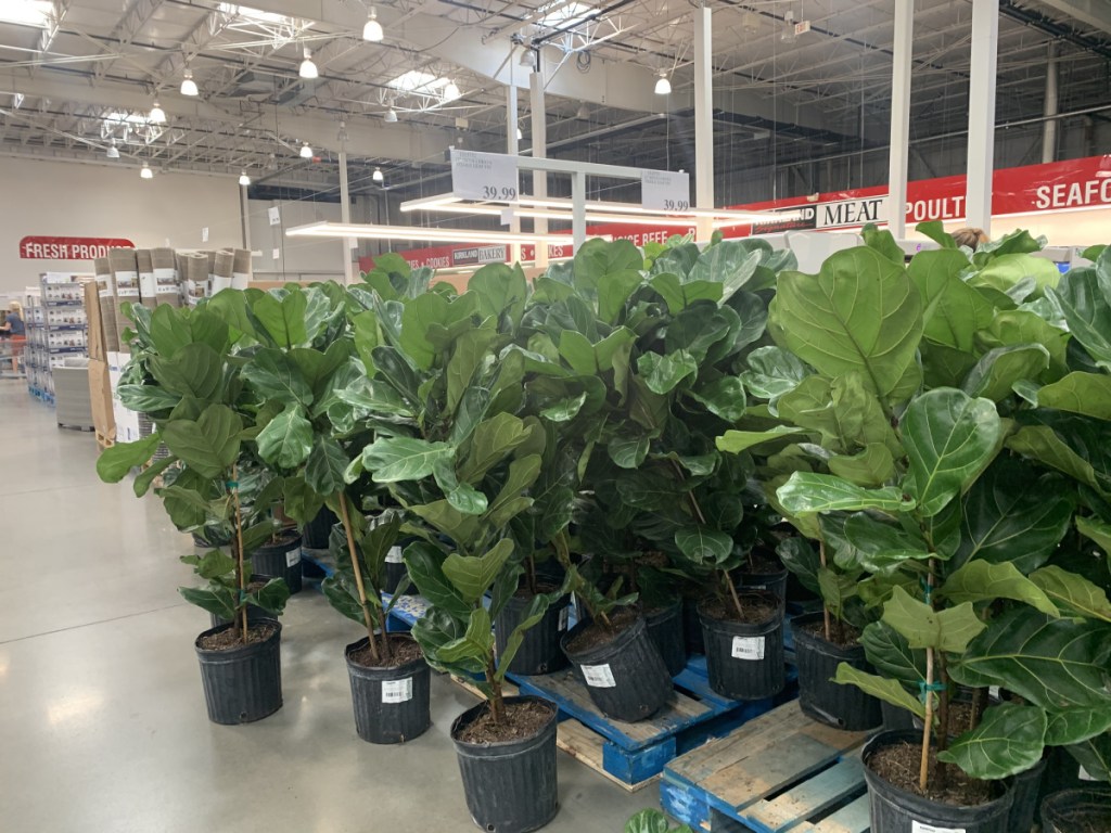 fiddle leaf fig trees at store