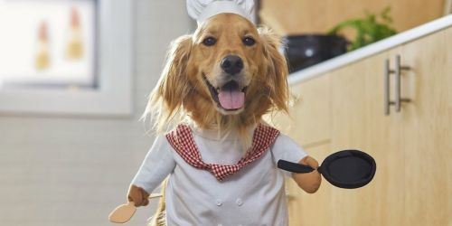 Pet Costumes from $14.99 on Chewy.online | Chef, Cowboy, Granny & More