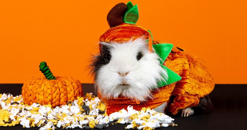 guinea pig in pumpkin costume