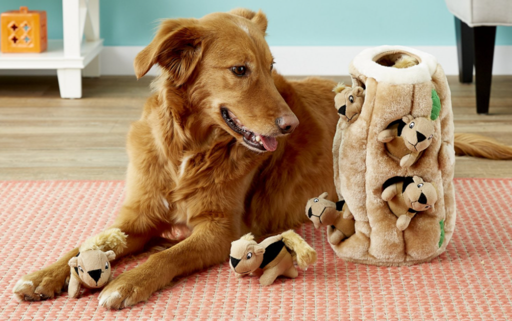 dog looking at a squirrel toy