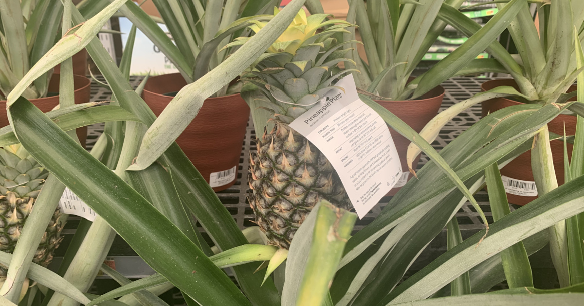 Pineapple plant