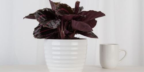 Potted Plants from $27.88 Shipped on HomeDepot.online | Monstera, Snake Plant, Pothos & More