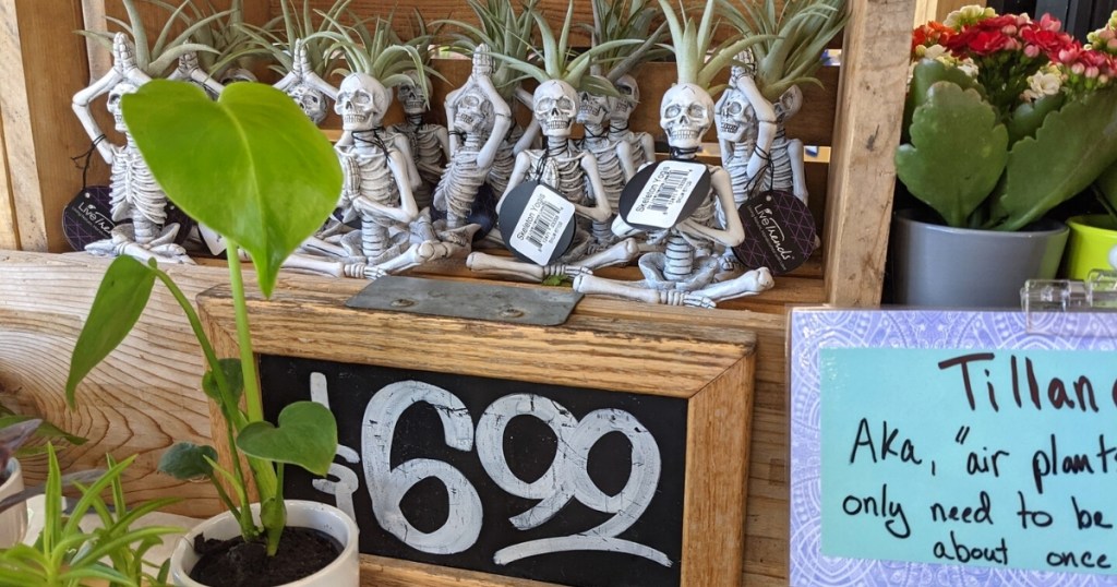 Yoga Skeleton Namaste Air Plants