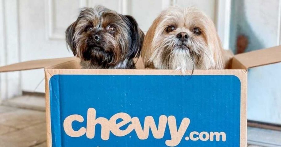 2 small long haired dogs sitting in a cardboard box that has blue on the front and says "chewy.online"