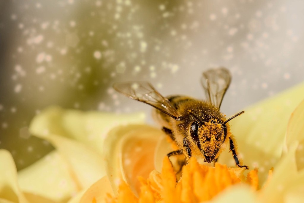 honey bee on flower with pollen all over it