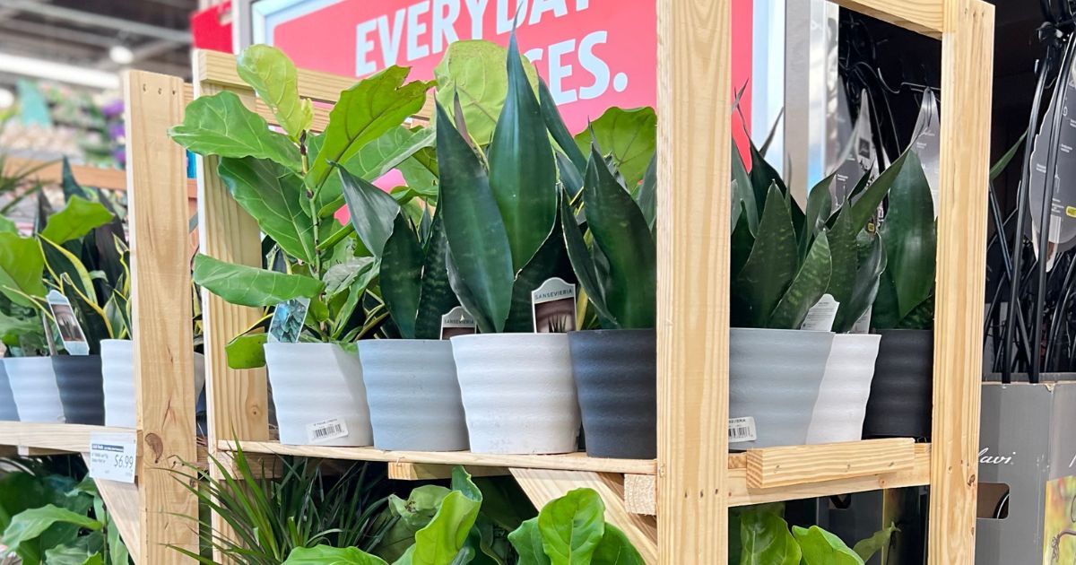 display of plants at ALDI