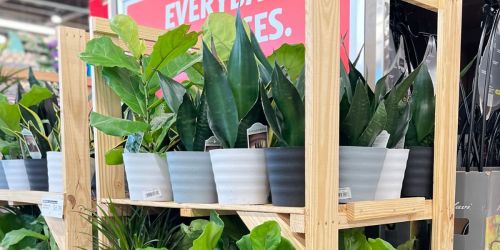 ALDI Potted Houseplants ONLY $6.99 | Fiddle Leaf Fig, Snake Plants, & More