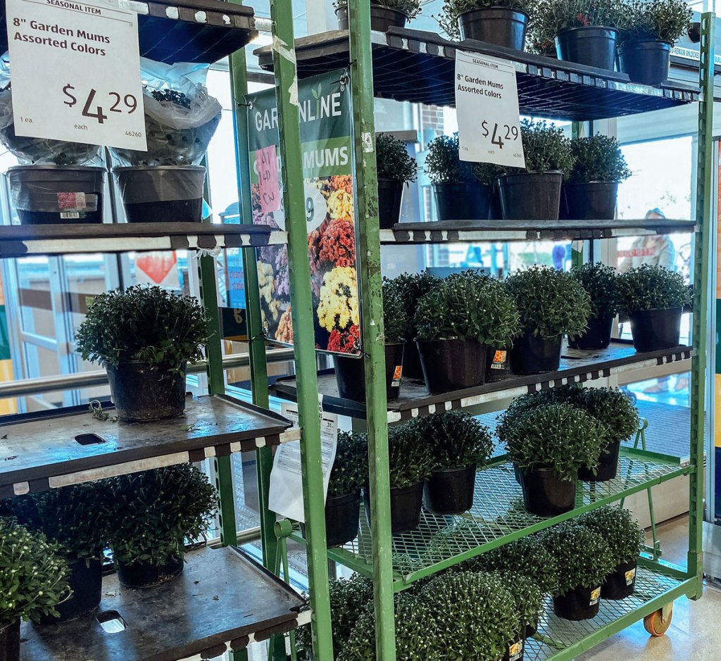 display of mums at aldi