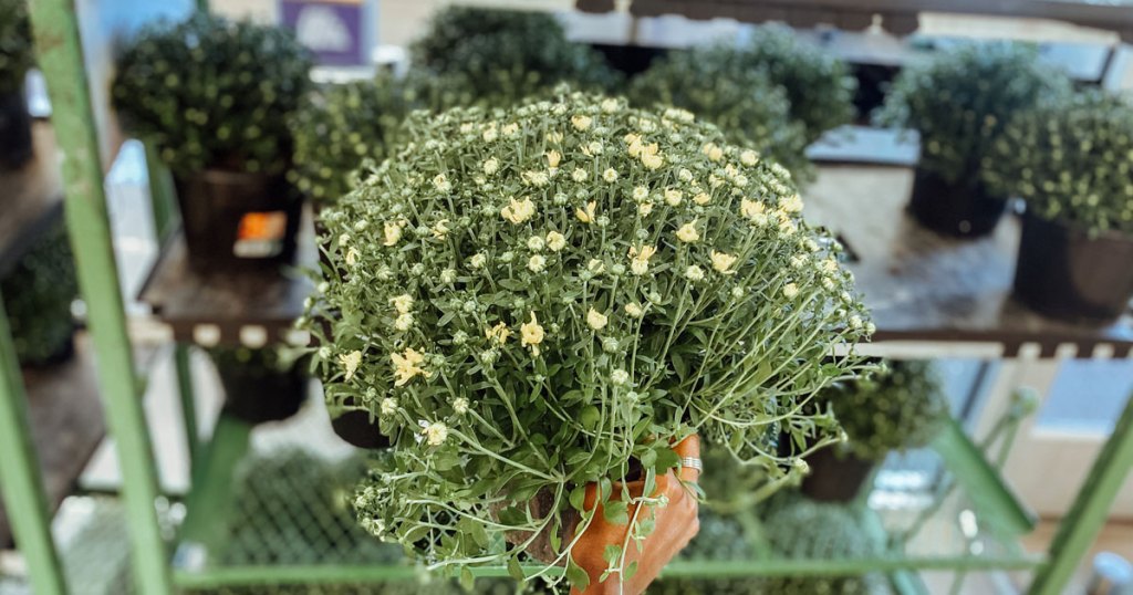 holding up planter of mums