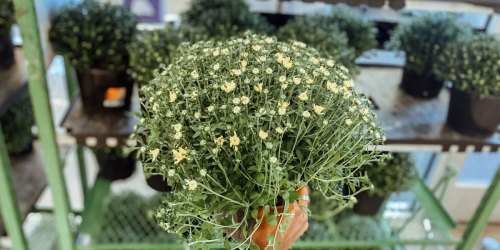 Garden Mums Only $4 at ALDI | Add to Your Fall Décor