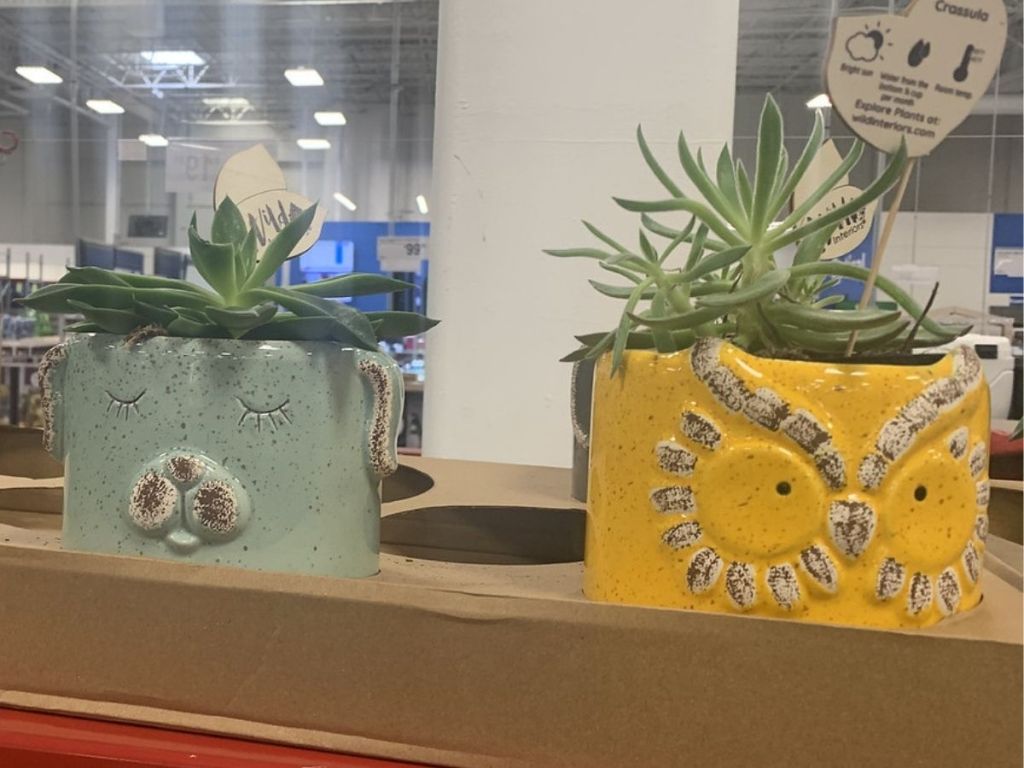 Sam's Club Succulent Planters