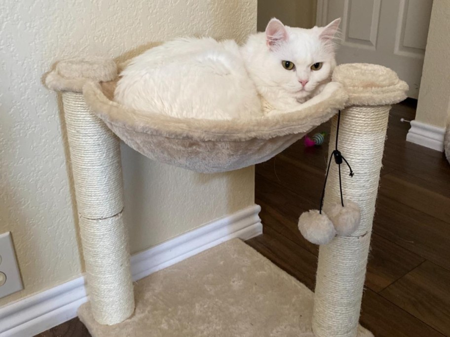 cat in beige cat tree