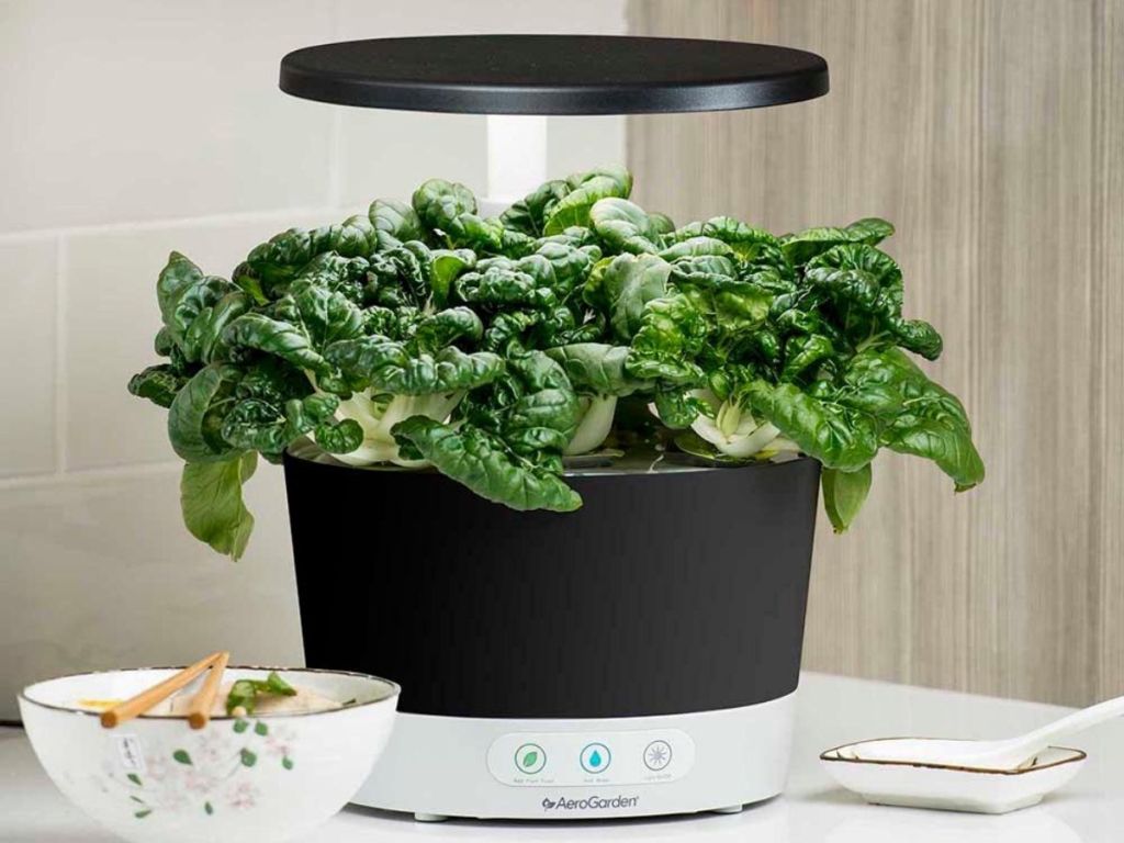 Aerogarden plant