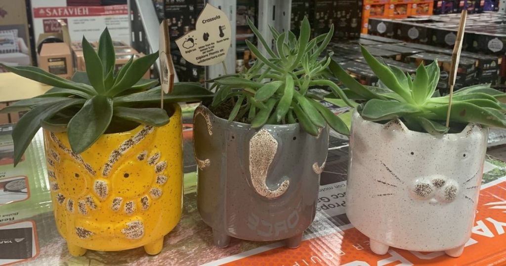 succulent planters at Sam's Club