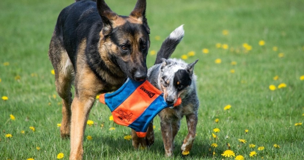 Chuckit! Flying Squirrel Dog Toy