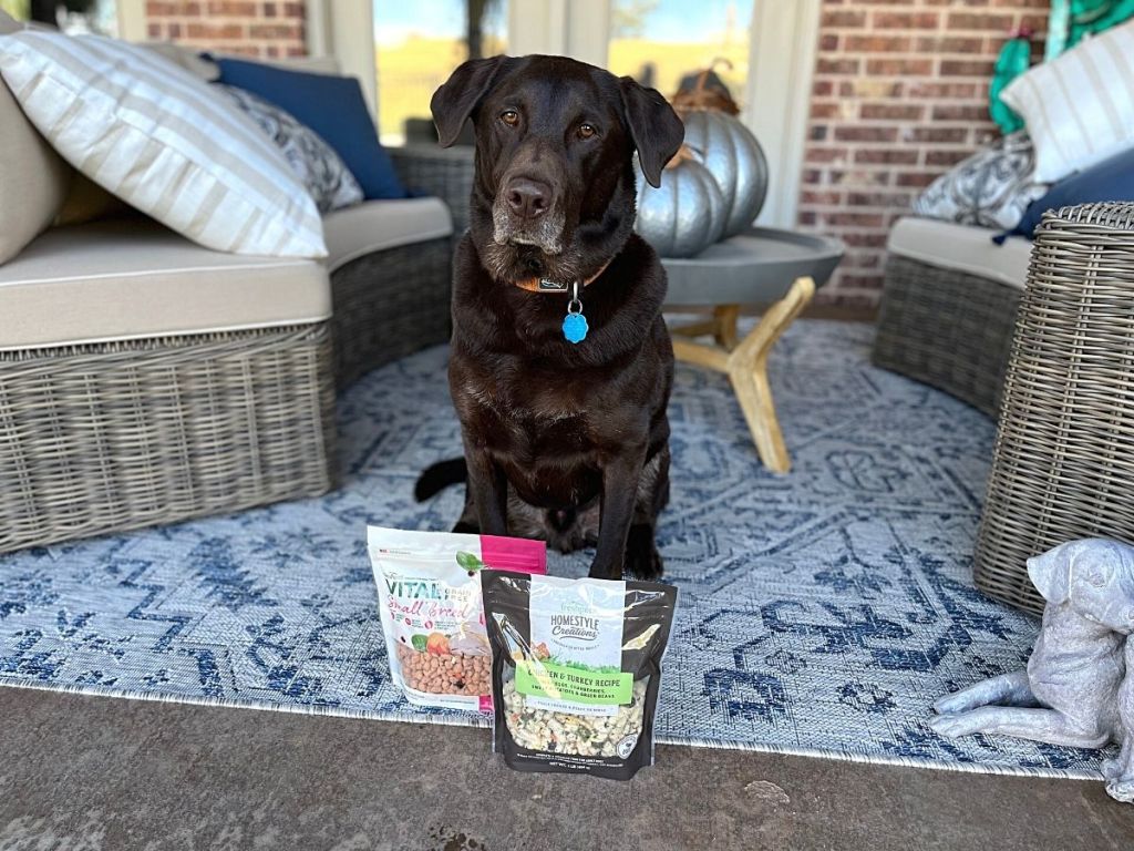 black dog sitting behind FreshPet dog food