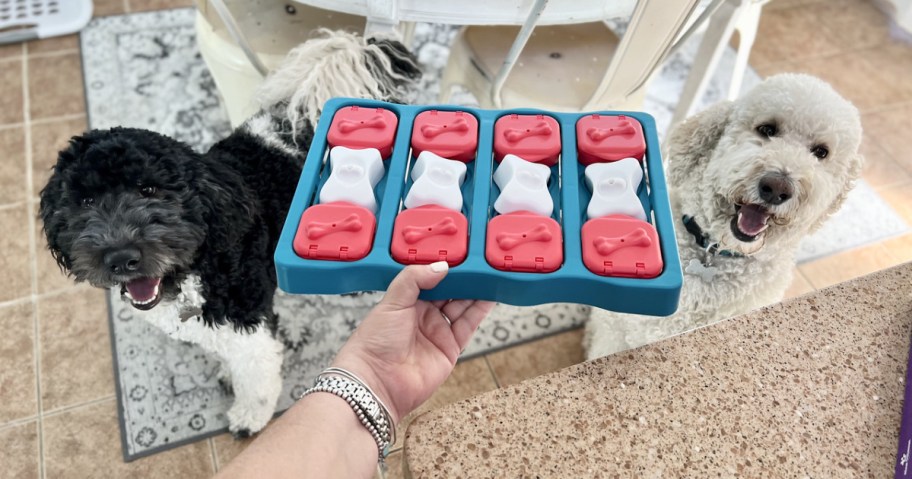 woman holding a dog puzzle above 2 dogs heads