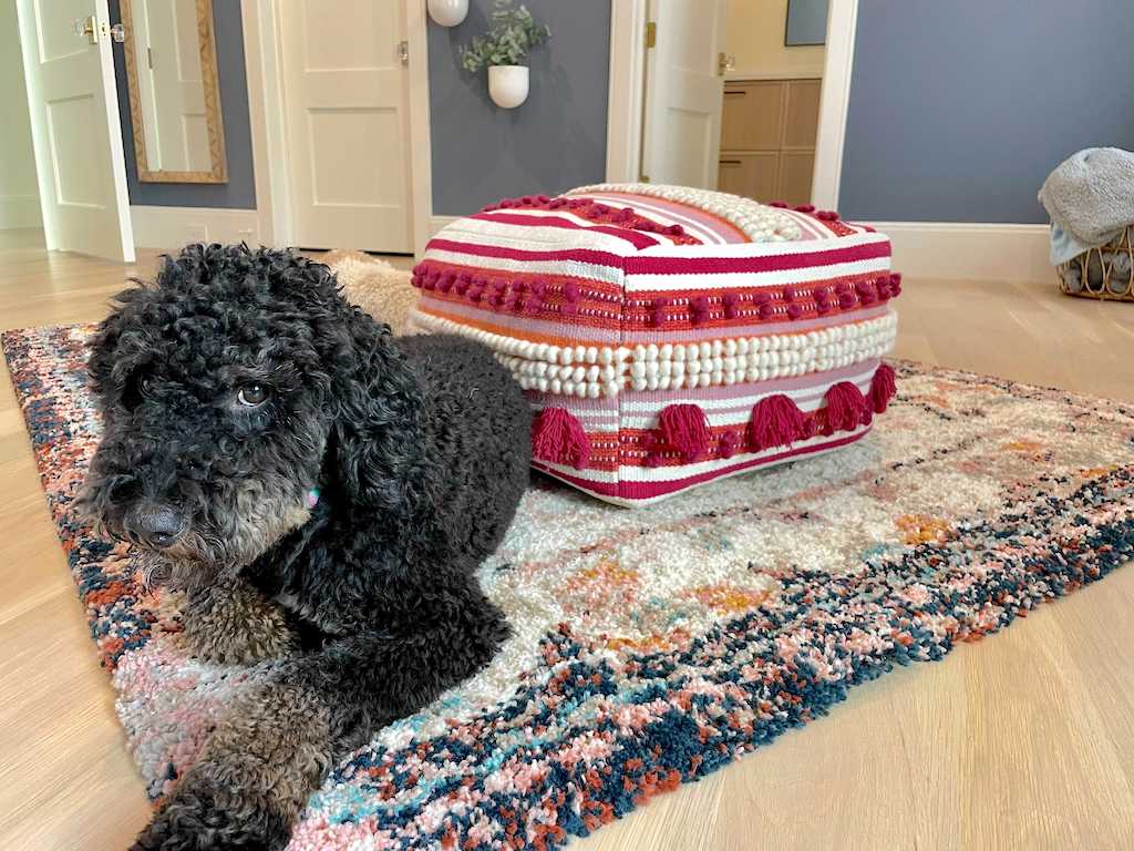 dog on area rug in bedroom