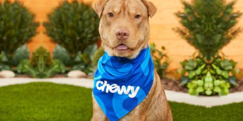 $52 Worth of Dog Toys Only $17 on Chewy.online + More Early Cyber Deals for Pets