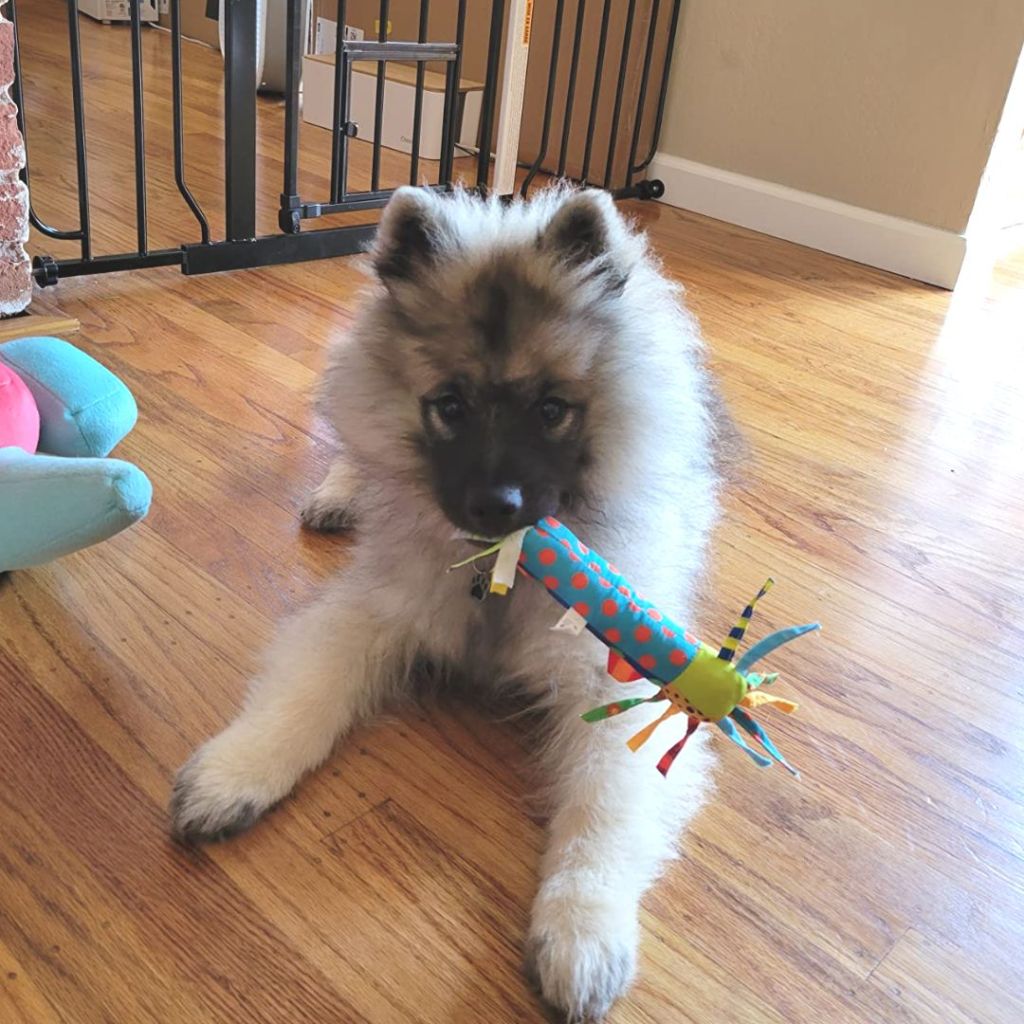 Puppy playing with a Petstages Cool Teething Stick Dog Toy