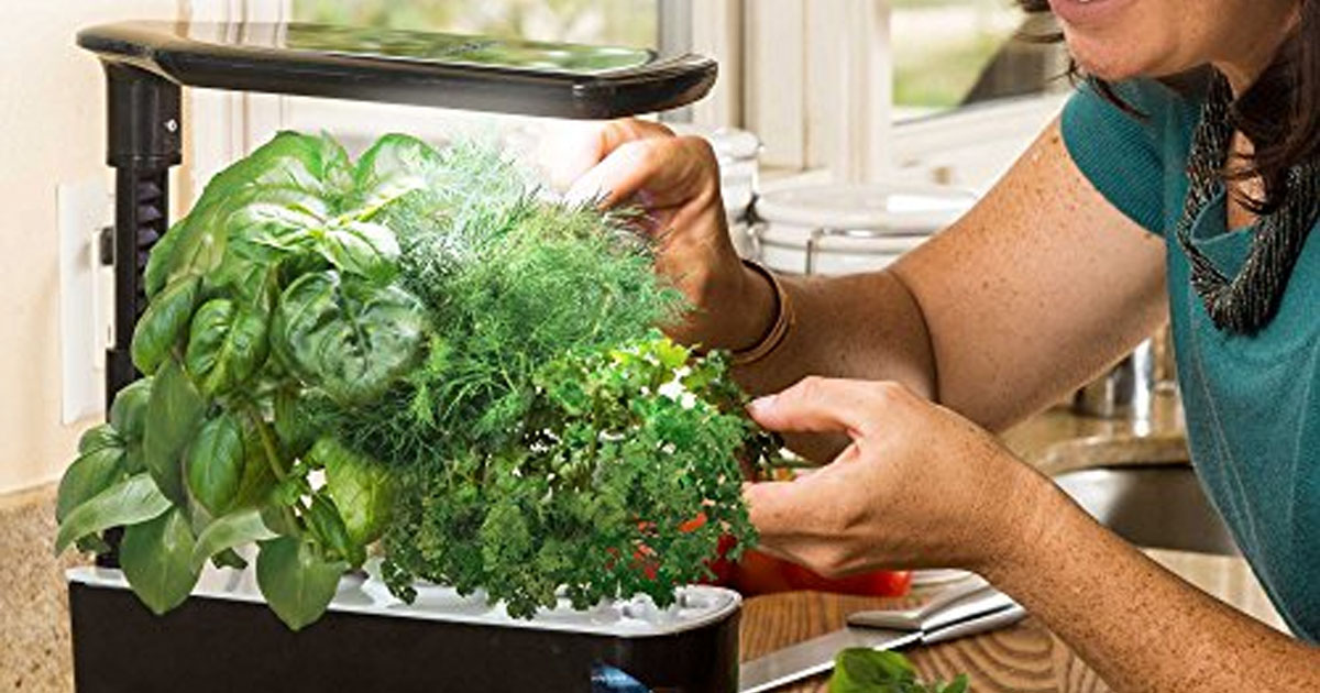 woman pruning aerogarden