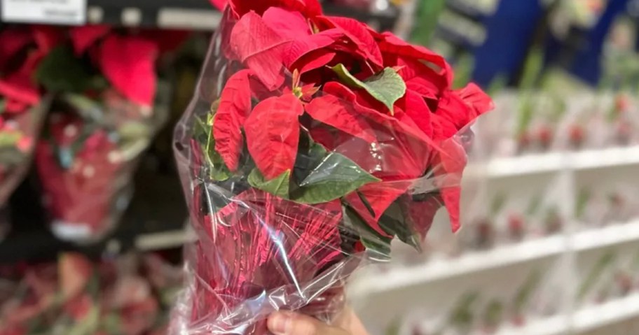 Hand holding red poinsettia 