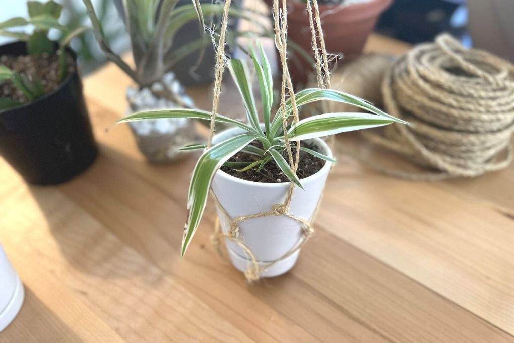 potted spider plant in macrame plant holder