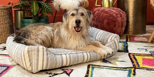 Buy 1, Get 1 Free Dog & Cat Beds on PetSmart.online | Prices from $5.99 Each