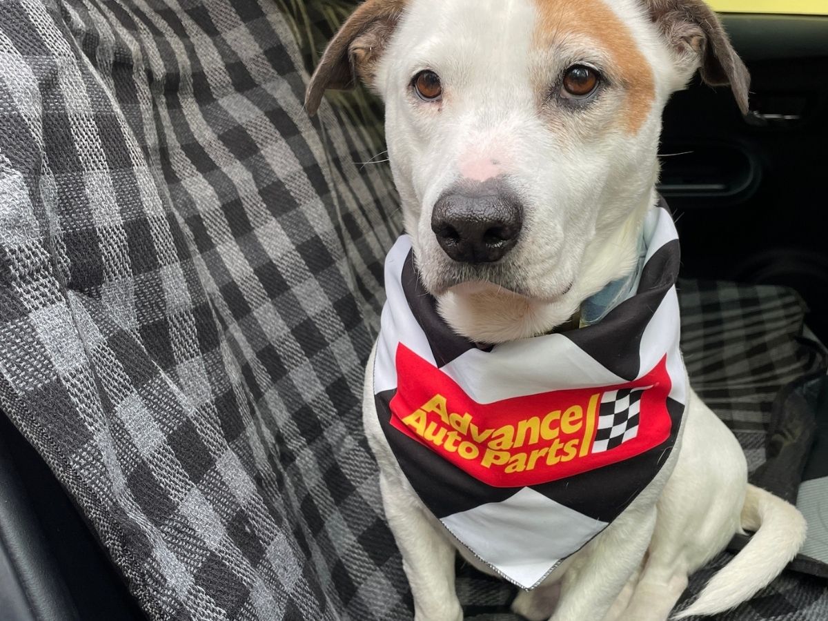 dog in car wearing Advance Auto Parts bandana