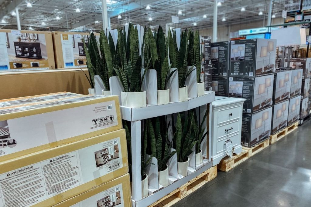 plants at Costco warehouse