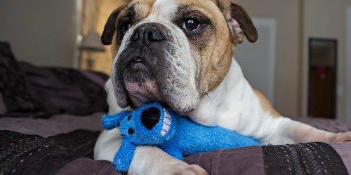 Loofa Jumbo Plush Dog Toy w/ Squeaker Only $3 on Amazon (Regularly $12)