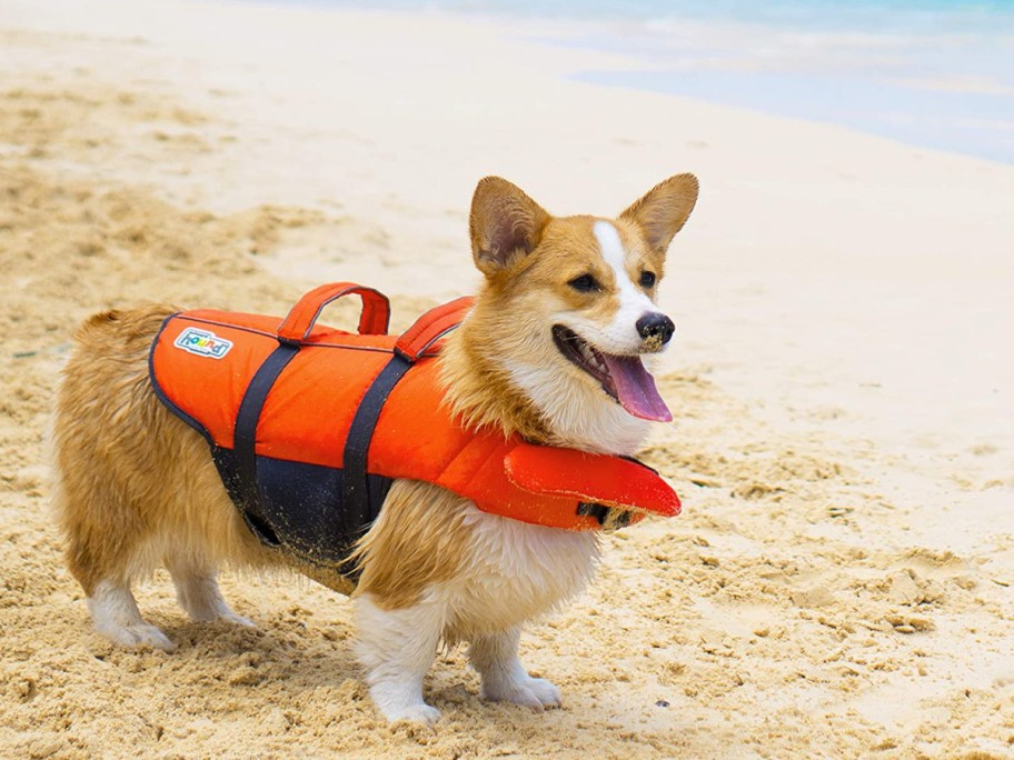 corgi wearing an orange Outward Hound Dog Life Jacket