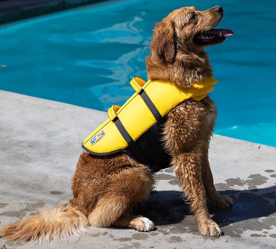 golden retriever wearing a yellow life jacket