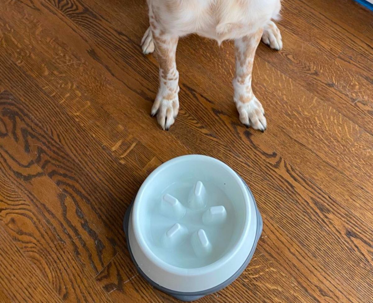 Small slow feeding bowl