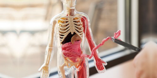 Squishy Human Body & Anatomy Book Just $8.99 on Amazon (Reg. $30) | 21 Removable Body Parts